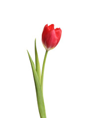 Beautiful tender spring tulip isolated on white