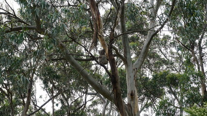 Koala relaxing on a tree close to the Great Ocean Road in Australia