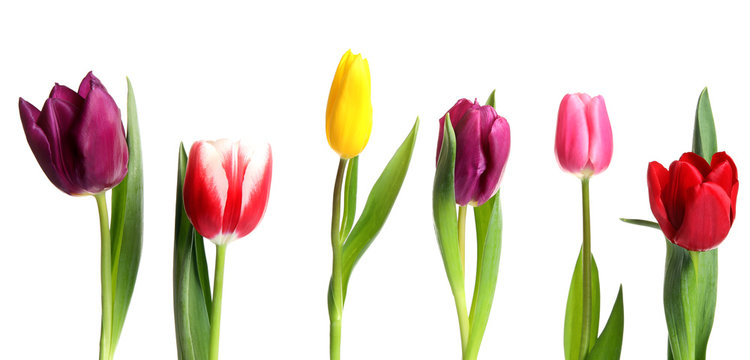 Beautiful bright spring tulips on white background