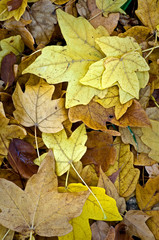Naklejka na ściany i meble Colorful fallen autumn leaves form natural abstract patterns on the forest floor.