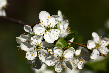 Fototapeta premium The plum branch is covered by a considerable quantity is dazzling white flowers.