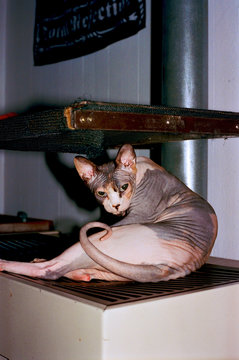 hairless sphinx cat