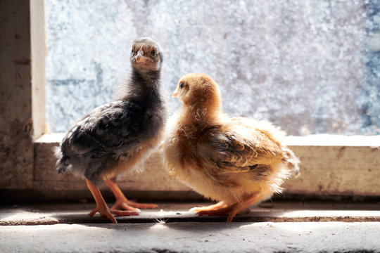 Fluffy baby chicks