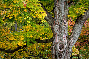 Canopy and trunk detail of a mature maple tree in fall color.