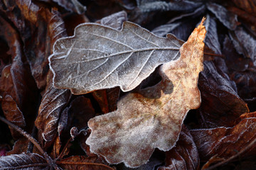 The fallen oak leaves in hoarfrost crystals lit with a sunlight. Nearby others lie brown color leaves.