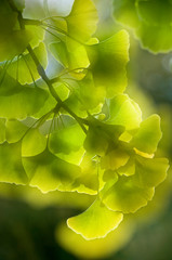 Ginkgo leaves glowing in soft autumn light.