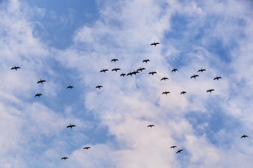 flock of seabirds flies high in the blue sky