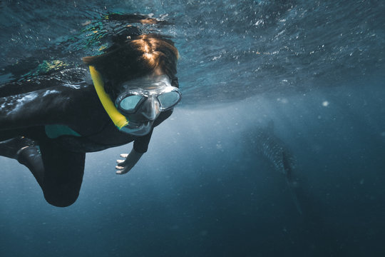 boy swimming with whale shark