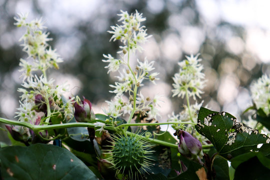 Bindweed blooms next to echinocystis lobata or wild cucumber, balsam-apple.