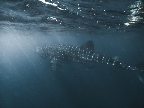whale shark and suckerfish