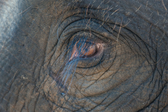 Beautiful Elephant's Eye with Long Eyelash