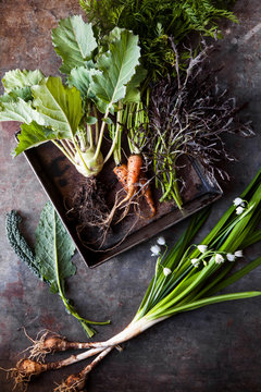Harvest from the garden kale, kohlrabi, carrots, mizuna lettace