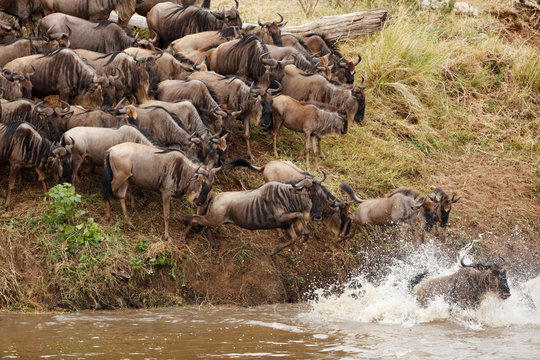 Wildebeest Crossing