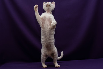 Standing white cat 