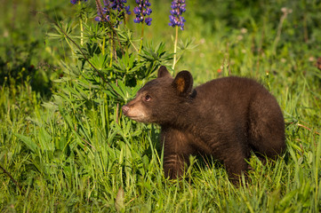 Black Bear Cub (Ursus americanus) Steps Past Lupine Plant Summer