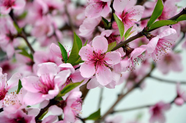 beautiful pink flowers in garden  flowering almond branch 