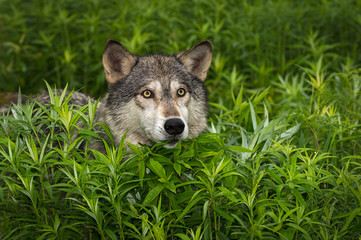 Obraz premium Grey Wolf (Canis lupus) Stares Out Head Up in Grass Summer
