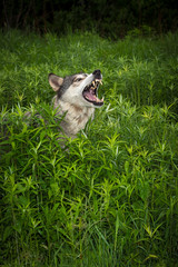 Grey Wolf (Canis lupus) Rears Out of Grass Mouth Open Summer