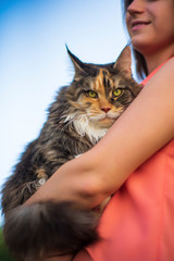 Maine coon cat in the arms of a girl in the park.