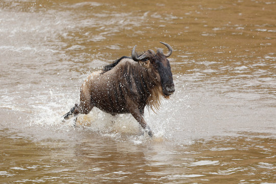 Wildebeest
