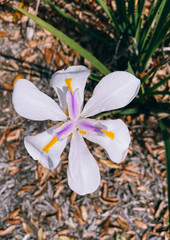 Beautiful white Iris flower and leaf