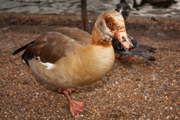  A duck by the water's edge