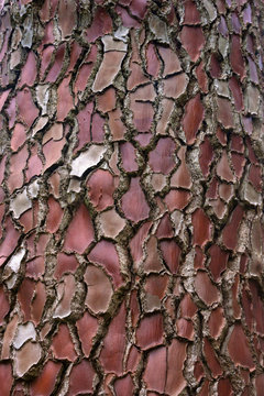 Tree cork texture