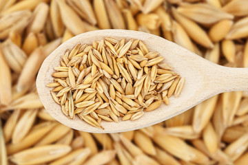 Raw oat seeds pile. Wooden spoon grain food background. Yellow vibrant cereal diet. Countryside agriculture texture.