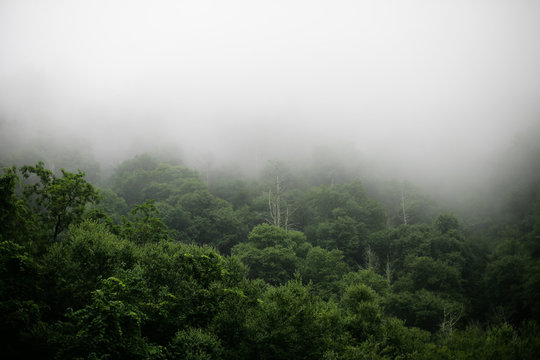 Fog settling over a lush green forest