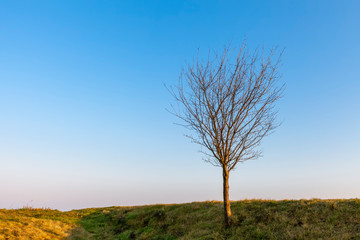 Obraz premium Albero senza foglie, sopra una verde collina. Cielo azzurro alla sera senza nuvole. 