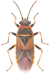 Arocatus melanocephalus, the elm seed bug, is a true bug in the family Lygaeidae. Dorsal view of Arocatus melanocephalus isolated on white background.