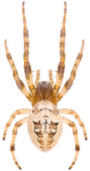 The Larinioides suspicax is a species of orb weaver in the spider family Araneidae. Dorsal view of orb weaver spider Larinioides suspicax isolated on white background.