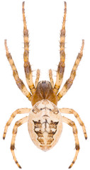 The Larinioides suspicax is a species of orb weaver in the spider family Araneidae. Dorsal view of...