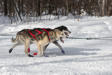 Fototapeta na wymiar Pair of Sled Dogs on Team Run By