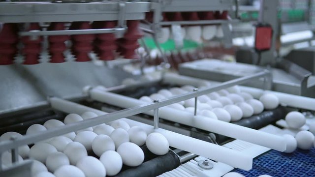 egg processing machinery and conveyor belt organic farming automated business