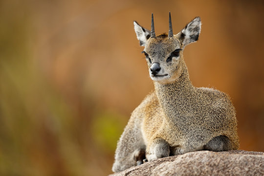 Klipspringer