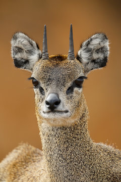 Klipspringer