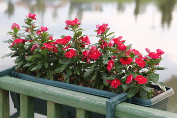 colorful beautiful flowers in flowerpot