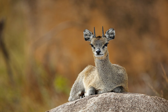 Klipspringer