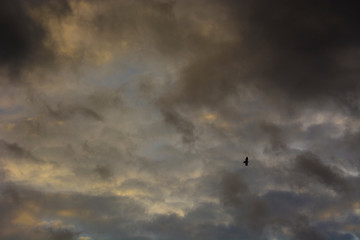 Chmury burzowe i ptak