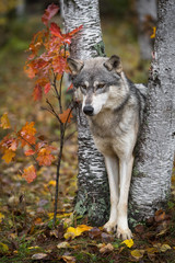 Grey Wolf (Canis lupus) Paws Together Between Birch Trees Autumn