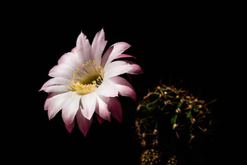 Close up of flower on cactus plant