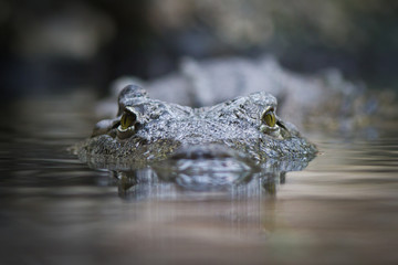 Gefährlich Krokodil