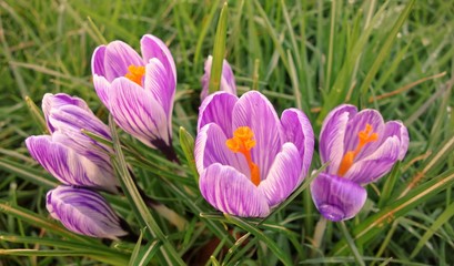 Obraz premium crocus in spring