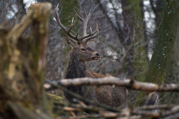 Red deer (Cervus elephus) in natural environment, Carpathian forest, Slovakia, Europe