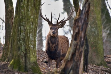 Red deer (Cervus elephus) in natural environment, Carpathian forest, Slovakia, Europe