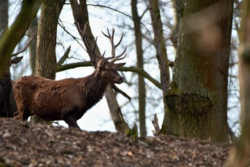Fototapeta na wymiar Red deer (Cervus elephus) in natural environment, Carpathian forest, Slovakia, Europe