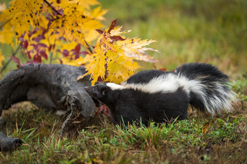 Striped Skunk (Mephitis mephitis) Raises Nose at Log Autumn
