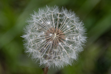 white dandelion with green background