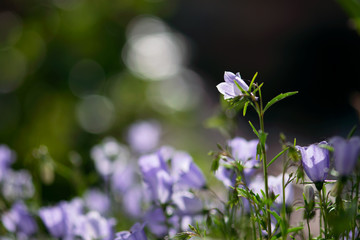 Purple Campanula Bloom